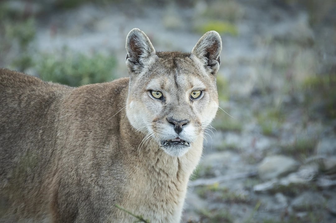 Where do store pumas come from